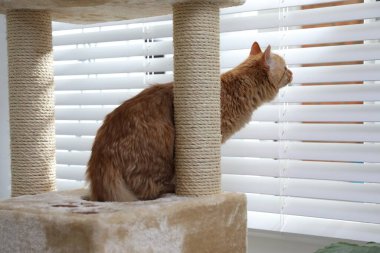 Evcil hayvan ağacındaki sevimli kedi.