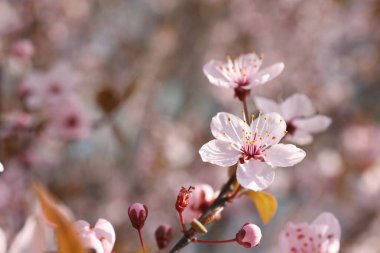 Güzel çiçek açan erik ağacı, açık havada pembe çiçekler, yakın plan.