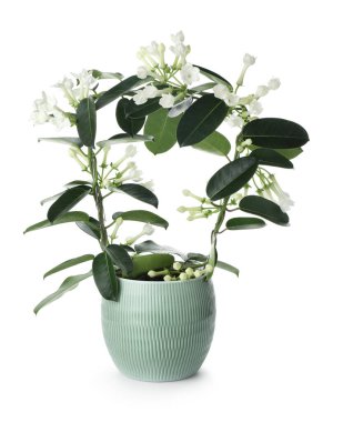 Beyaz tenceredeki güzel yasemin bitkisi.