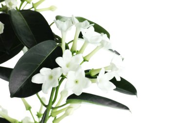 Beyaz tomurcukları olan güzel yasemin bitkisi.