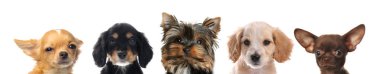 Beyaz arka plana bakan sevimli köpekler.
