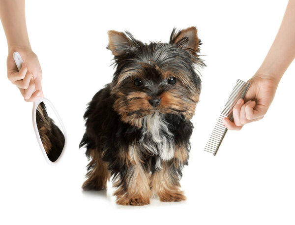 Cute Yorkshire terrier and groomer's hands with professional tools on white background. Pet hair care