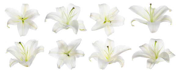 Beautiful lily flowers on white background, collage