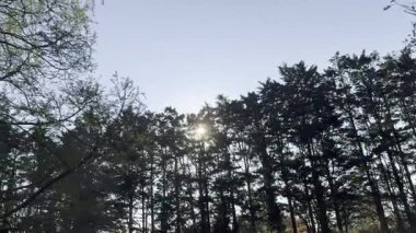 Bahar günü dışarıda yetişen güzel ağaçlar, sola ve yukarı hareket eden kameralar.