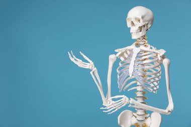 Artificial human skeleton model on light blue background, space for text
