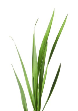 Beyaz çimenlerin üzerinde yeşil yapraklar