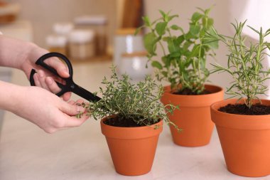 Mutfakta taze kekik kesen kadın, yakın plan. Aromatik bitkiler