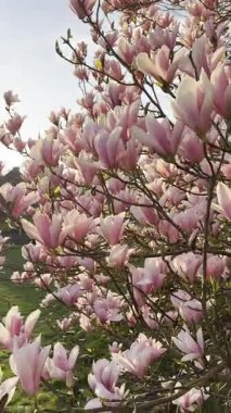 Dışarıda güzel pembe çiçekleri olan manolya ağacı, sağa sola hareket eden kamera.