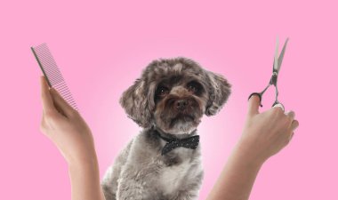 Şirin Maltipoo köpeği ve pembe arka planda profesyonel aletleri olan bir kuaför elleri. Hayvan kılı bakımı