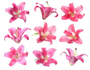 Beyaz arka planda güzel pembe zambak çiçekleri, kolaj