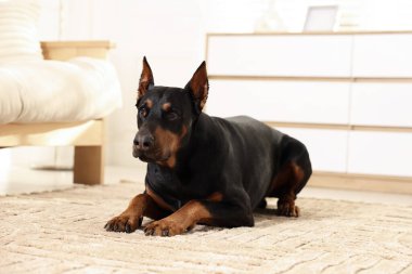 Evinde yerde yatan sevimli Doberman. Evcil hayvan