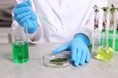 Biyokimya. Gri masada bitki ve sıvılarla çalışan bilim adamı, yakın plan.