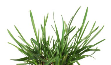 Güzel taze yeşil çimenler beyazda izole edilmiş