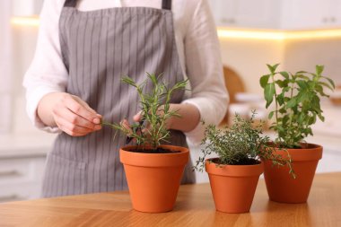 Mutfakta biberiye kesen kadın, yakın plan. Aromatik bitkiler