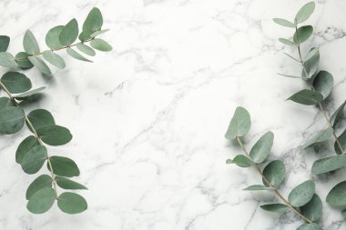 Beyaz mermer zemin üzerinde taze yaprakları olan okaliptüs dalları, düz bir zemin. Metin için boşluk