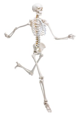 Yapay insan iskelet modeli beyaz üzerine izole edildi