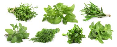 Beyaz arka planda farklı aromatik otlar, kolaj