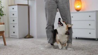 Adam köpeğini evde eğitiyor, yakın plan.