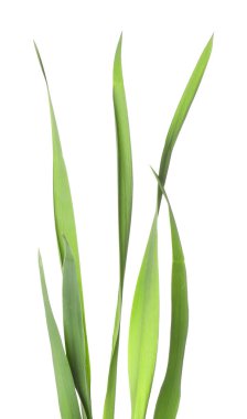 Beyaz çimenlerin üzerinde yeşil yapraklar