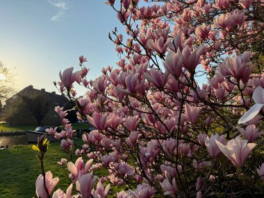 Dışarıda güzel pembe çiçekleri olan manolya ağacı.