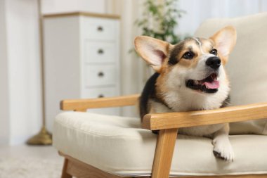 Evdeki koltukta sevimli Galli Corgi.