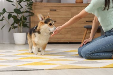 Kadın köpeğini evde eğitiyor, yakın plan.