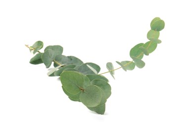 Beyaz yapraklı okaliptüs dalı