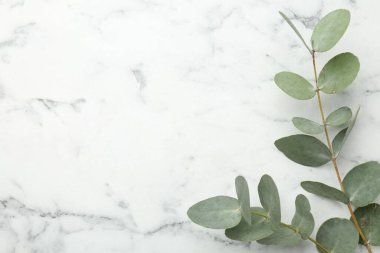 Beyaz mermer zemin üzerinde güzel okaliptüs dalları, üst manzara. Metin için boşluk