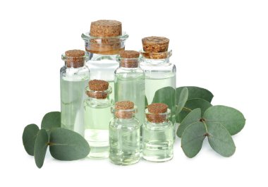 Beyaz üzerine izole edilmiş yağ ve okaliptüs yaprakları şişeleri.