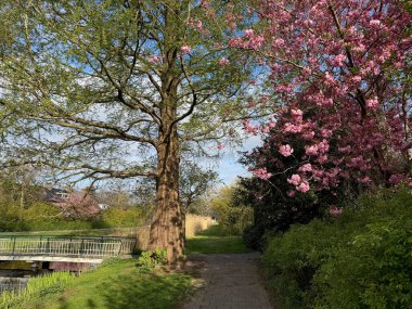 Çiçek açan güzel ağaçlar, kanallar ve patika bahar günü parkta.