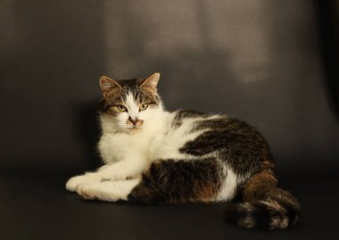 Koyu arkaplanda poz veren sevimli tüylü kedi.