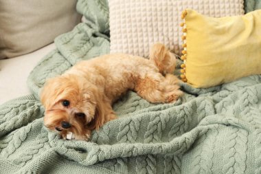 Evdeki kanepede kemikleri çiğnenmiş şirin bir köpek.