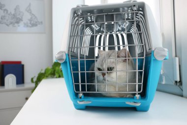 Evcil hayvan taşıyıcısının içinde sevimli bir kedi var.