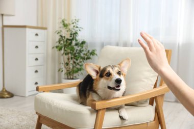 Adam köpeğini evde eğitiyor, yakın plan.