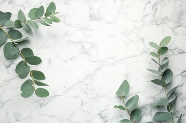 Beyaz mermer zemin üzerinde taze yaprakları olan okaliptüs dalları, düz bir zemin. Metin için boşluk