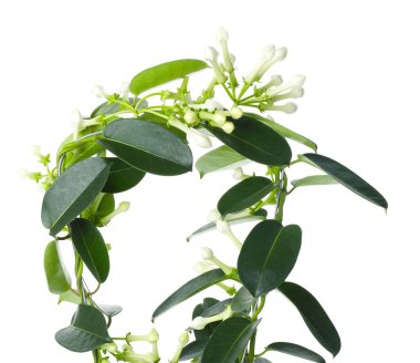 Beyaz tomurcukları olan güzel yasemin bitkisi.