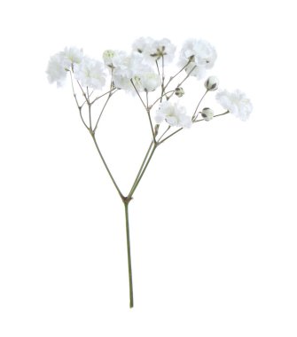 Beyaz arka planda güzel narin çigila çiçeği