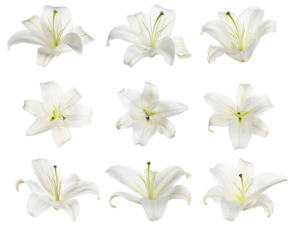 Beautiful lily flowers on white background, collage