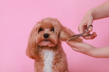 Pembe arka planda makasla köpek kılı kesen kadın, yakın plan. Hayvan bakımı.