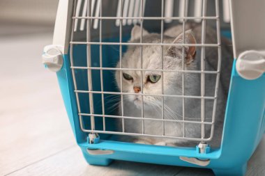 Evcil hayvan taşıyıcısında şirin bir kedi, kapalı bir yerde, yakın plan.