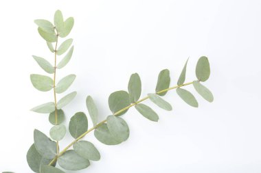 Beyaz yapraklı okaliptüs dalı, üst manzara