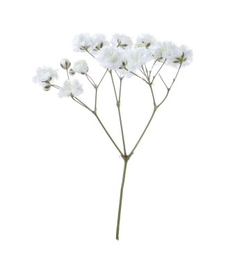 Beyaz arka planda güzel narin çigila çiçeği