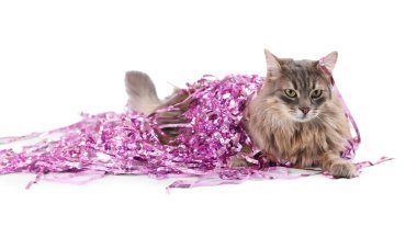 Beyaz tenli, pembe Noel süslemeleri olan sevimli bir kedi.