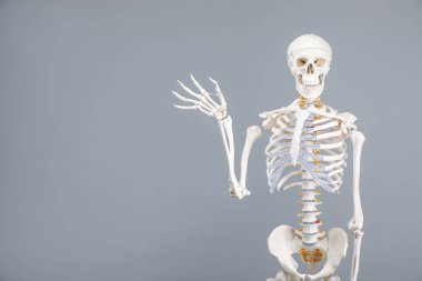 Artificial human skeleton model on gray background, space for text