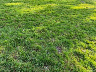 Bahar günü açık havada yetişen güzel yeşil çimenler.