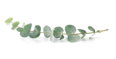 Beyaz yapraklı okaliptüs dalı