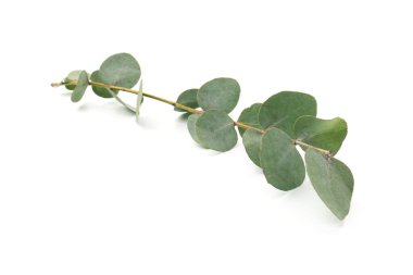 Beyaz yapraklı okaliptüs dalı