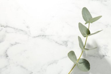 Beyaz mermer zemin üzerinde güzel bir okaliptüs dalı, üst manzara. Metin için boşluk