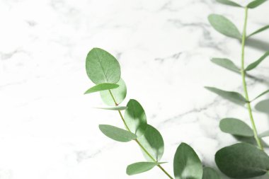 Beyaz mermer zemin üzerinde güzel okaliptüs dalları, yakın plan