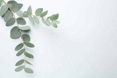 Beyaz arka planda güzel okaliptüs dalları, üst manzara. Metin için boşluk